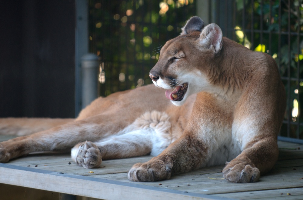 Mountain Lion（マウンテンライオン）