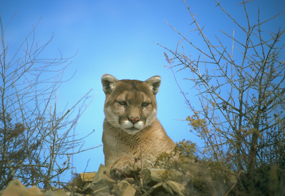Mountain Lion