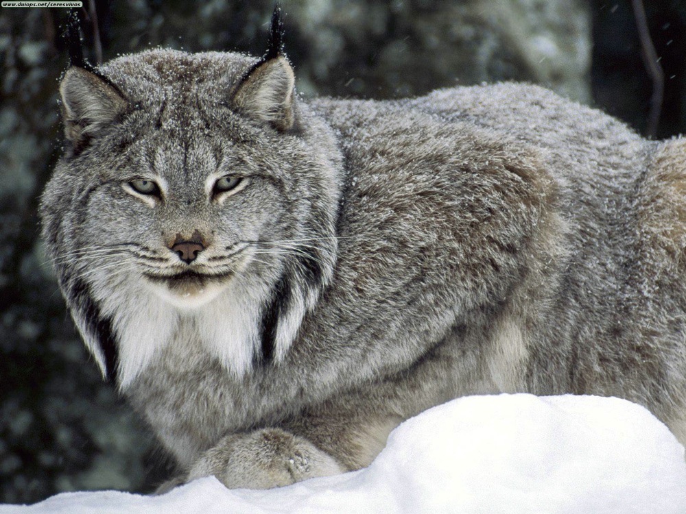 Canadian lynx jpg 2 2e8qx7n