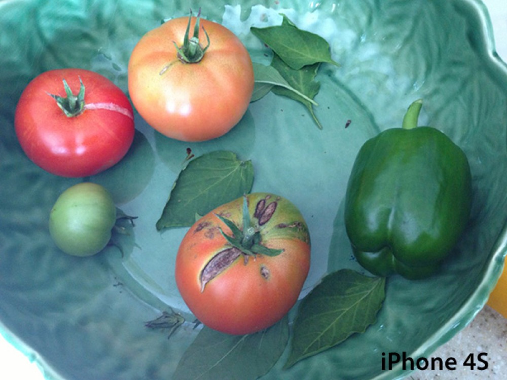 Tomatoes1