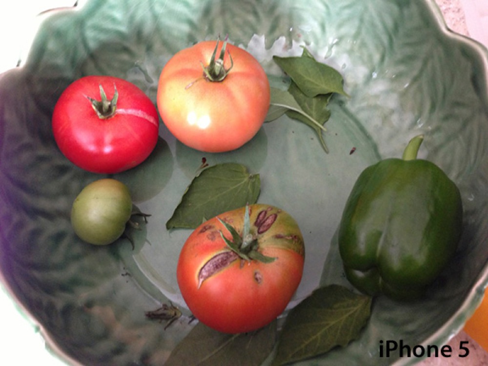 Tomatoes2