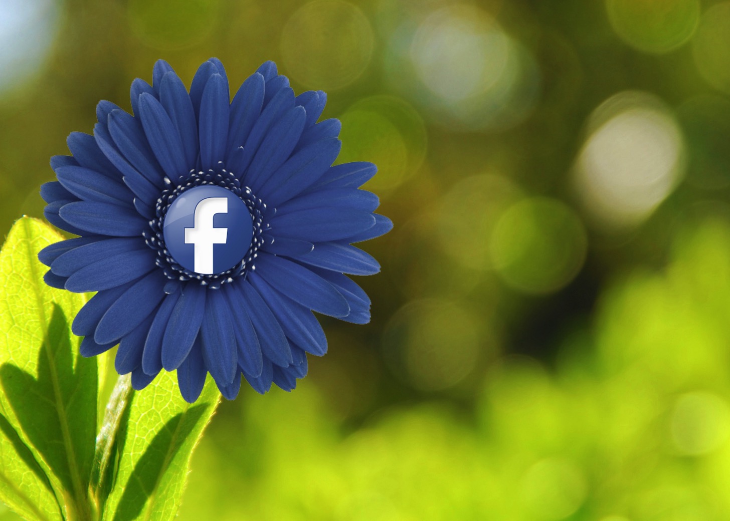 Facebook flower
