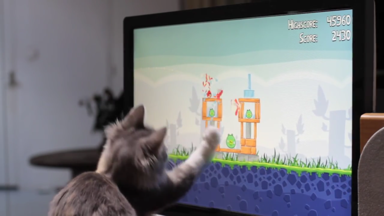 アングリーバードにハマる猫