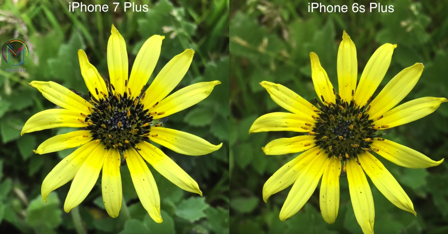 iPhone 7 PlusとiPhone 6sで撮った花の写真の差。