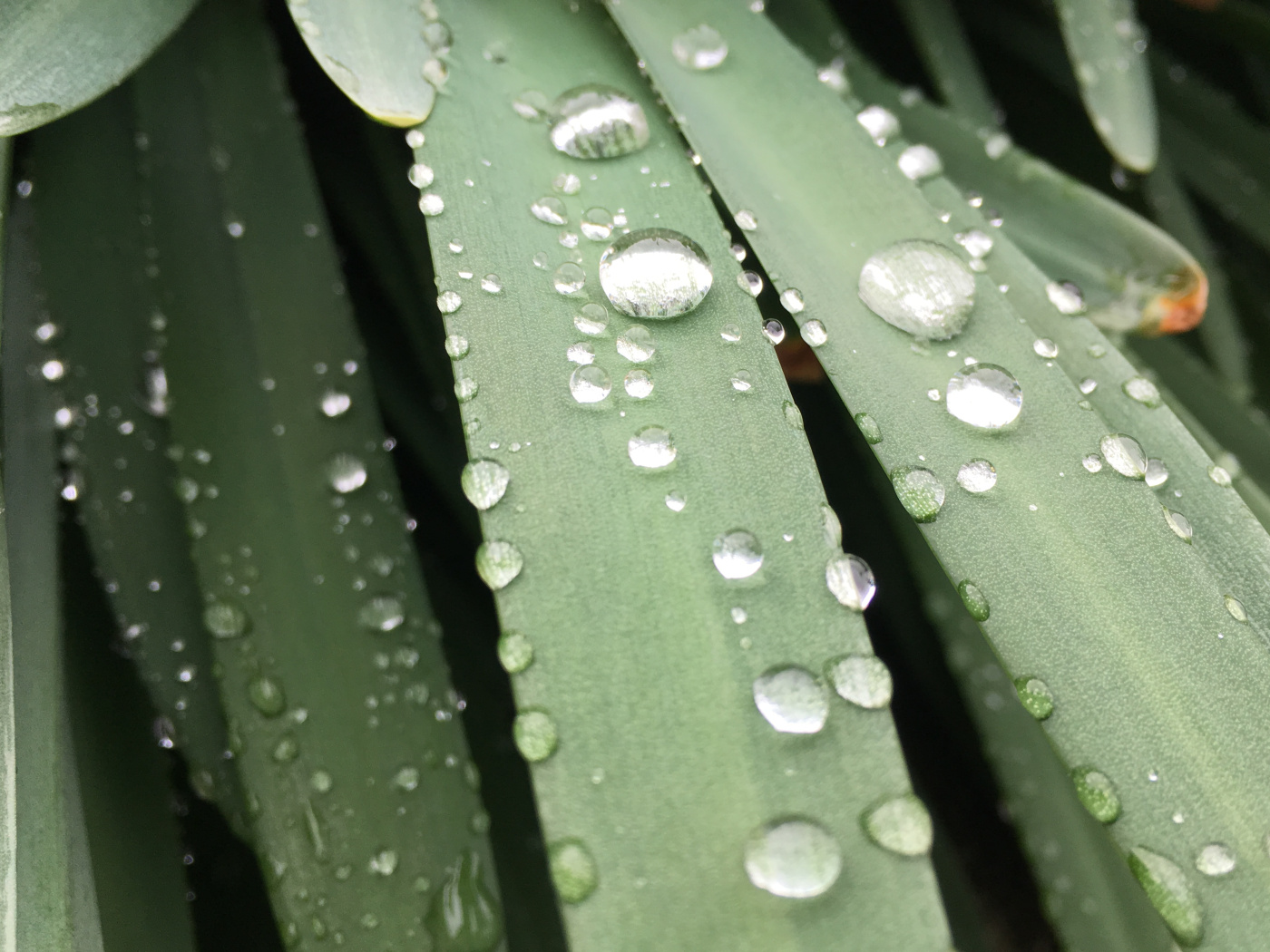 iPhone SEで撮った写真