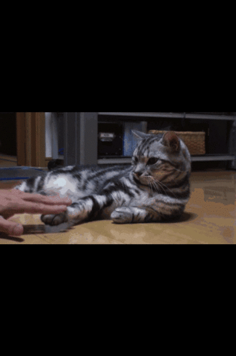 猫のgif
