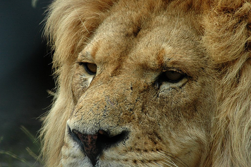 Lion