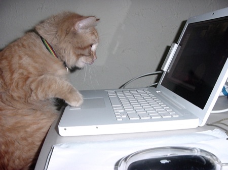 猫