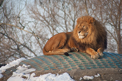 Mac OS X Lion
