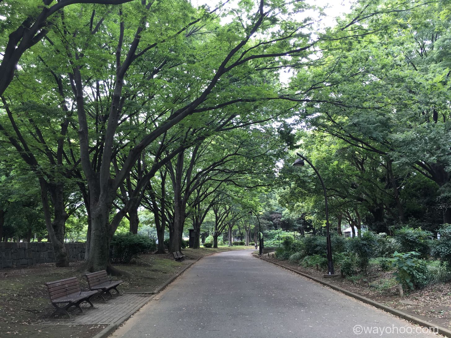 駒沢オリンピック公園の綺麗な木々